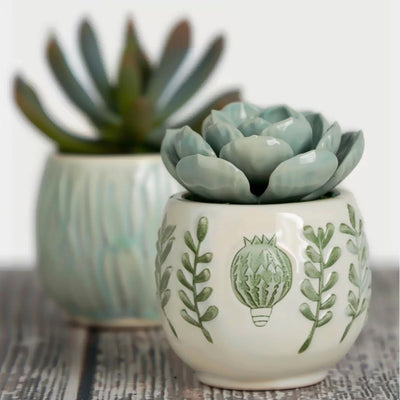 Succulents - Decorate your room-001