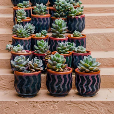 Succulents - Decorate your room-001