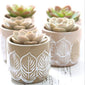Succulents - Decorate your room-001
