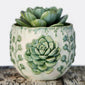 Succulents - Decorate your room-001