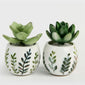 Succulents - Decorate your room-001