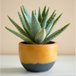 Succulents - Decorate your room