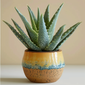 Succulents - Decorate your room