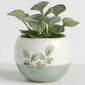Succulents - Decorate your room-001